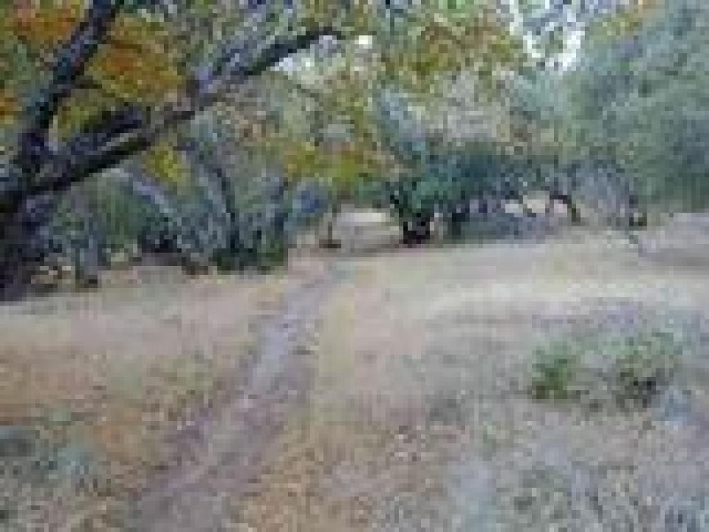 Ascending through oaks