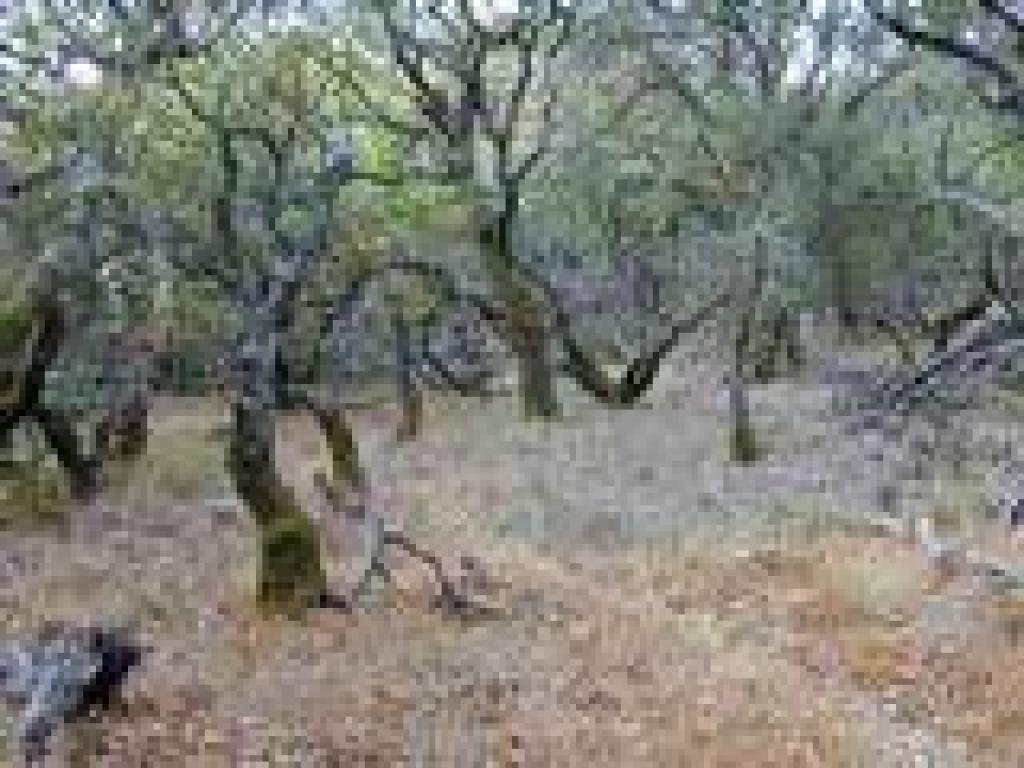 Gorgeous oak forest