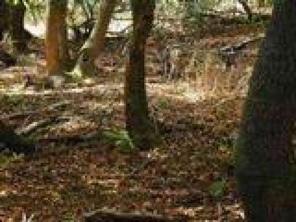 Deer