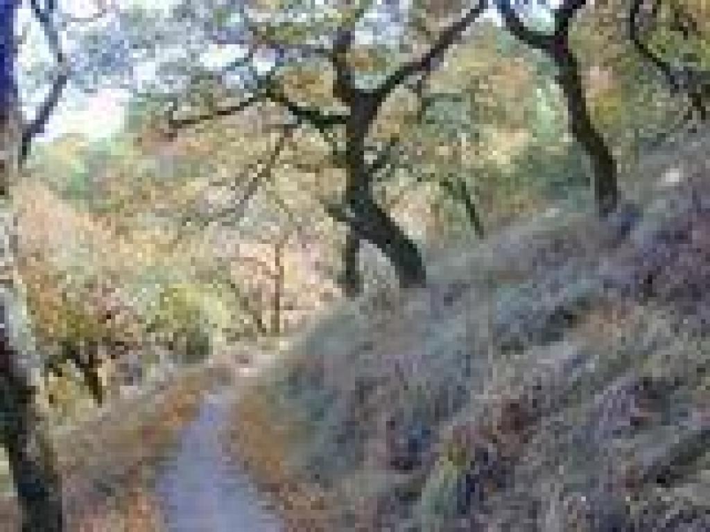 Pretty Oregon oaks