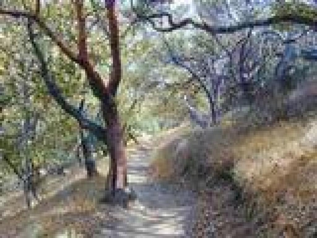 Loop Trail