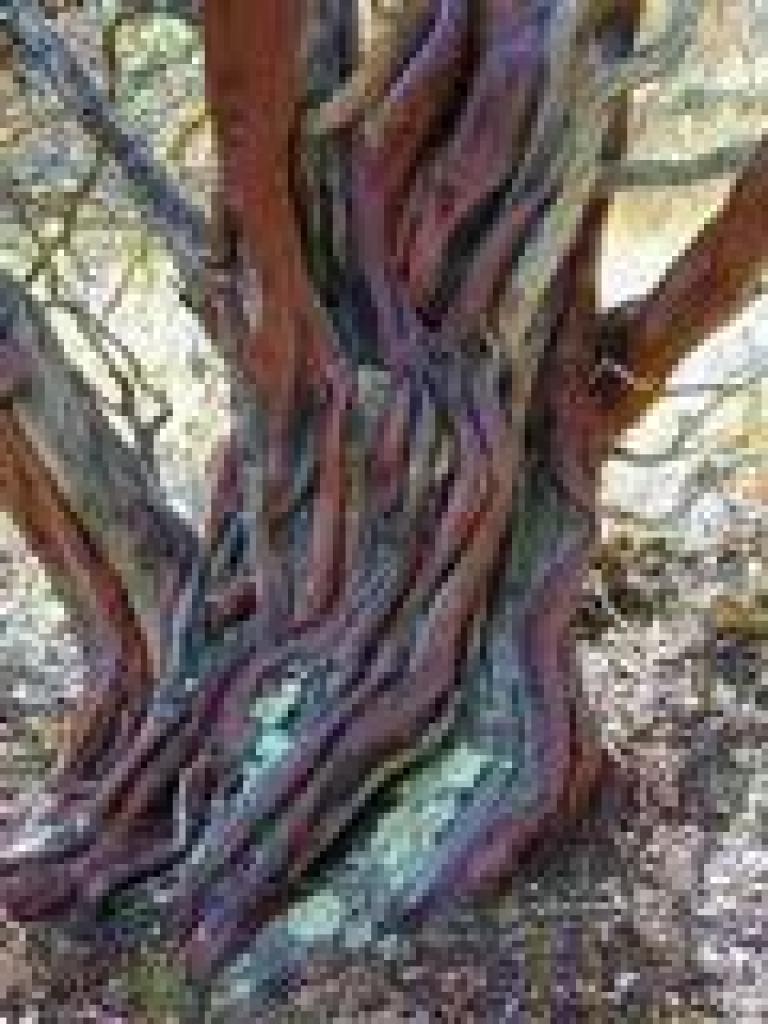 Manzanita