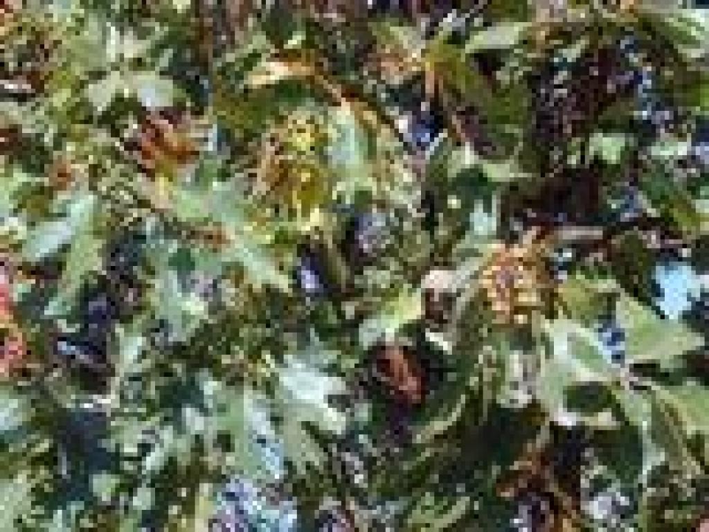 Black oak and madrone