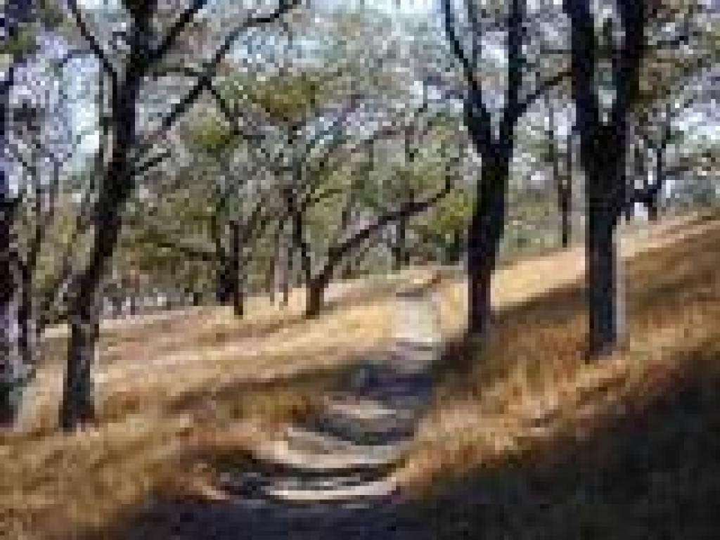 Loop Trail