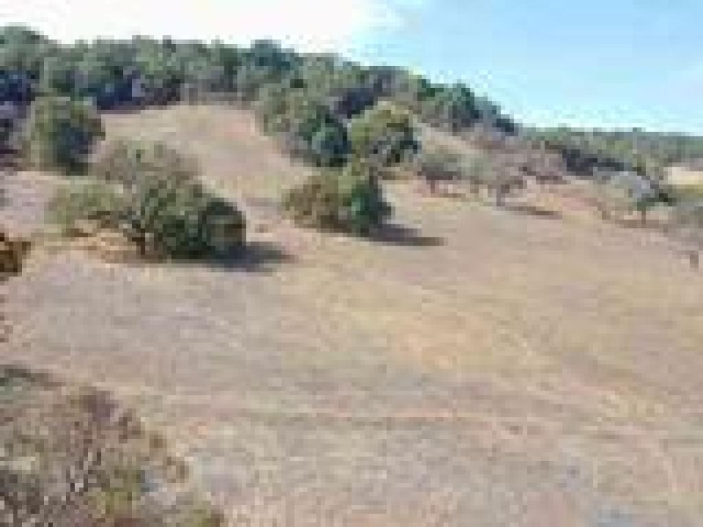 Oaks dot the hill