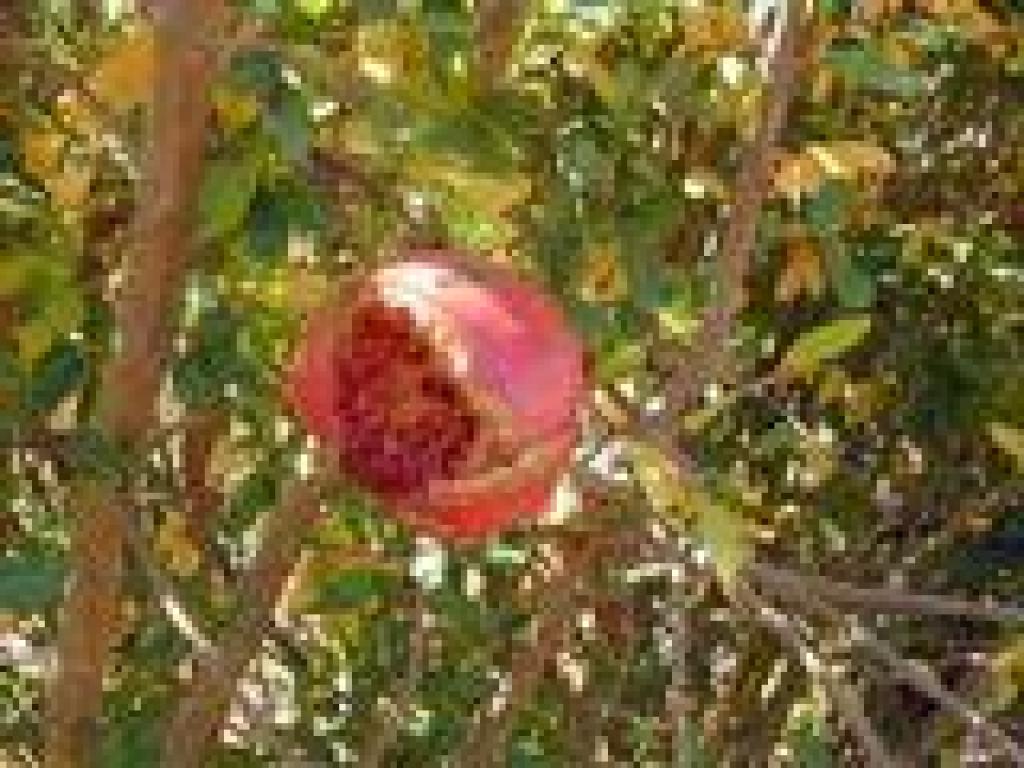 Pomegranate