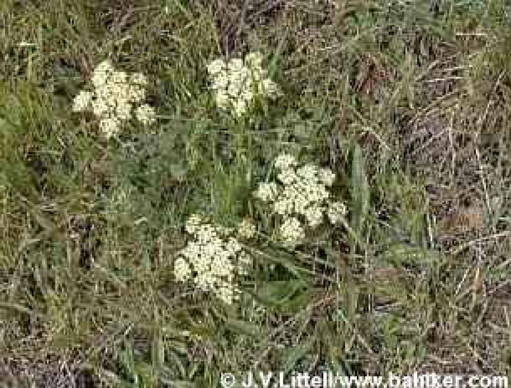 Woolly fruit lomatium photo