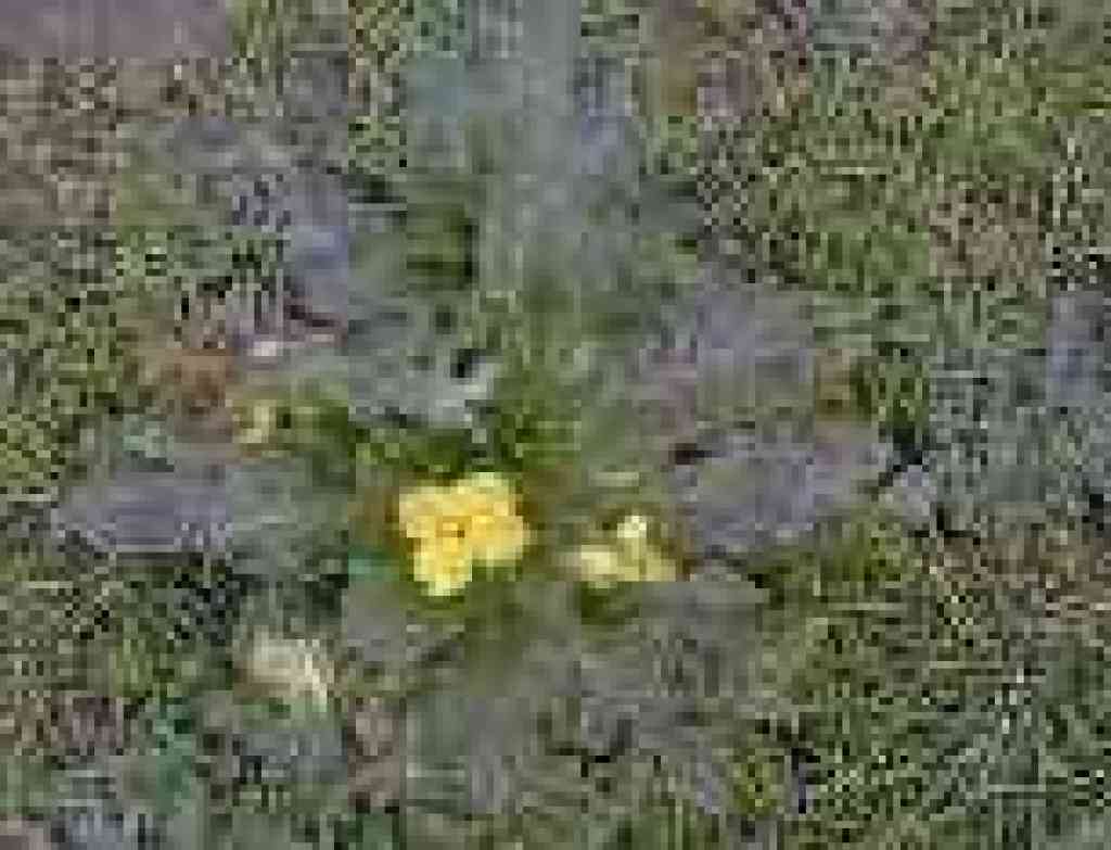 Suncups