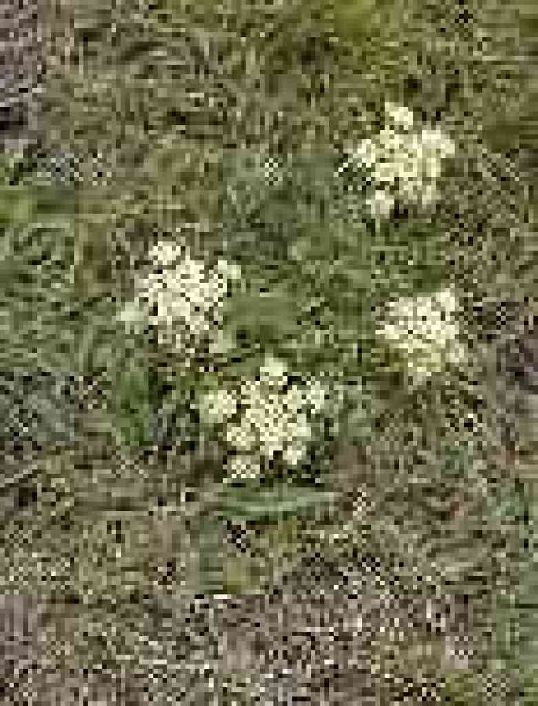 unknown flower