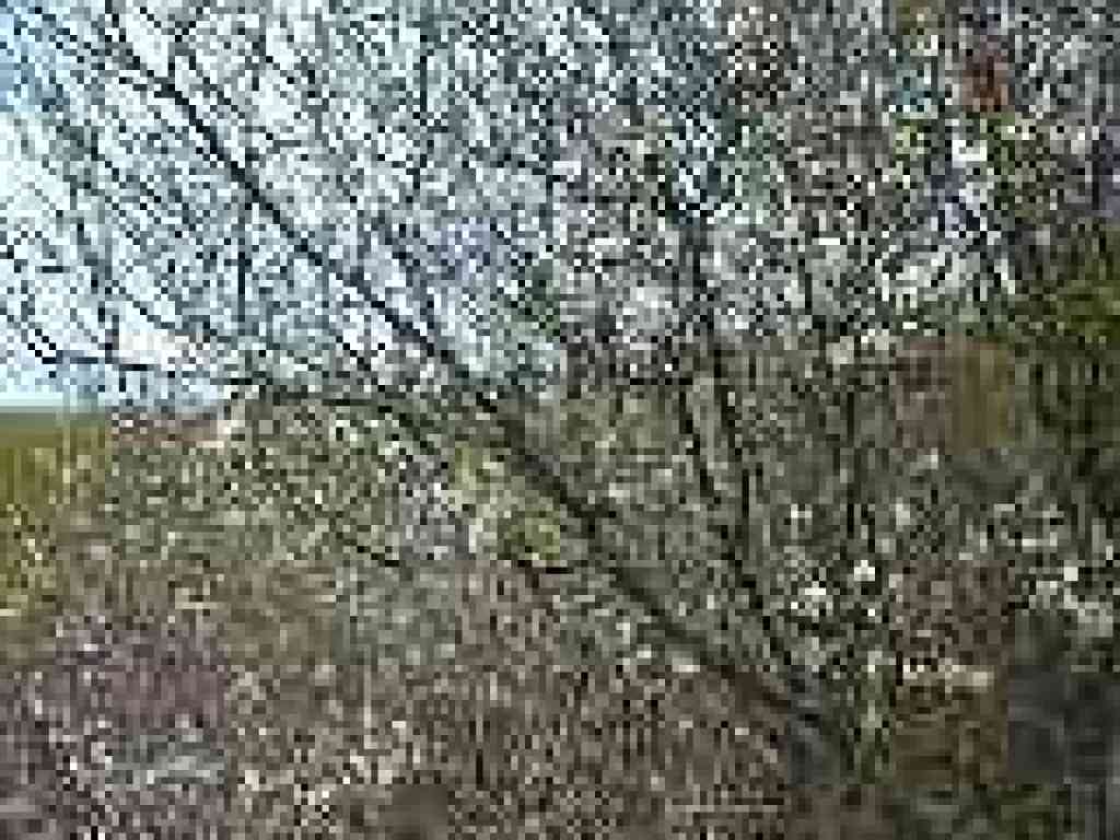 Plum tree in bloom
