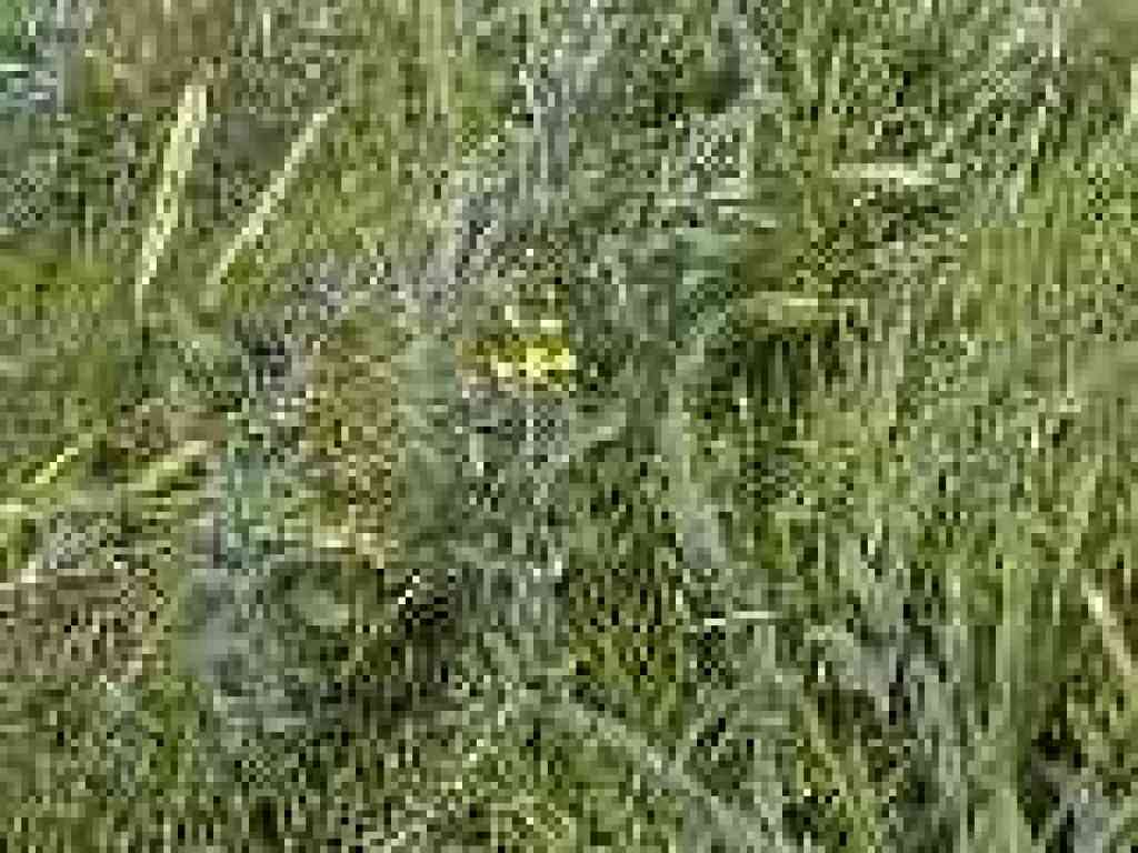 False lupine?
