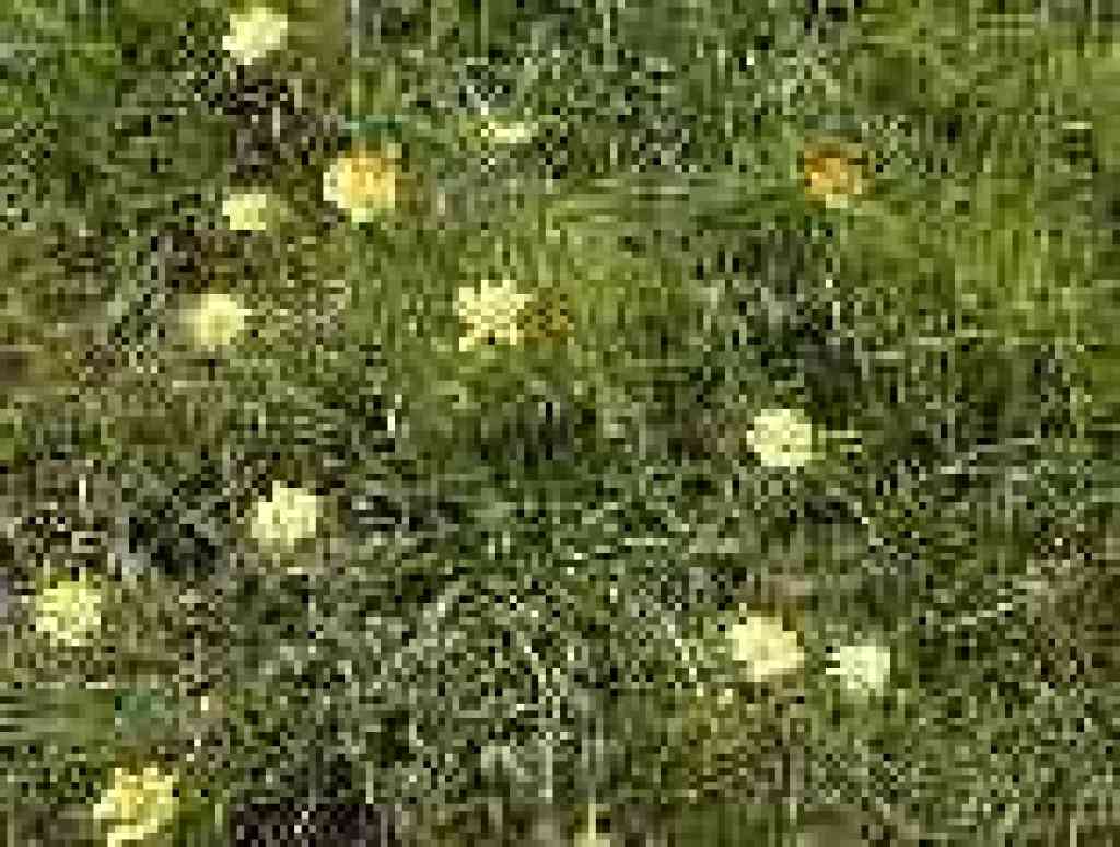 Buttercups