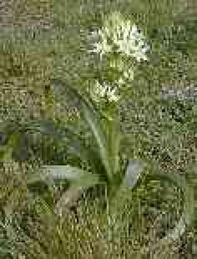 Fremont's camas