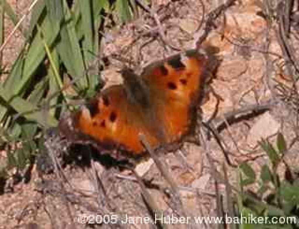 California tortoiseshell