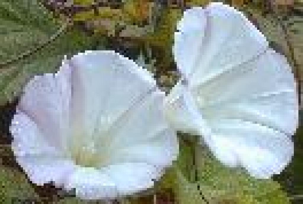 Photo of bindweed