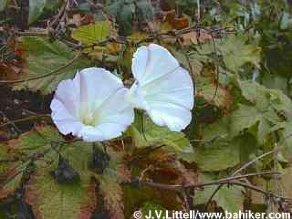 Bindweed photo