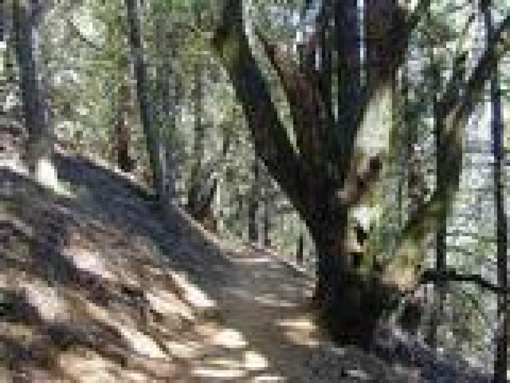 Easy Grade Trail