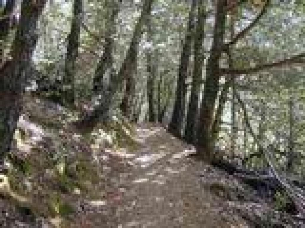Back in the woods