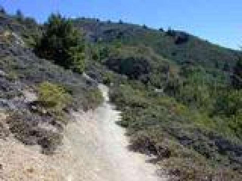 Through chaparral