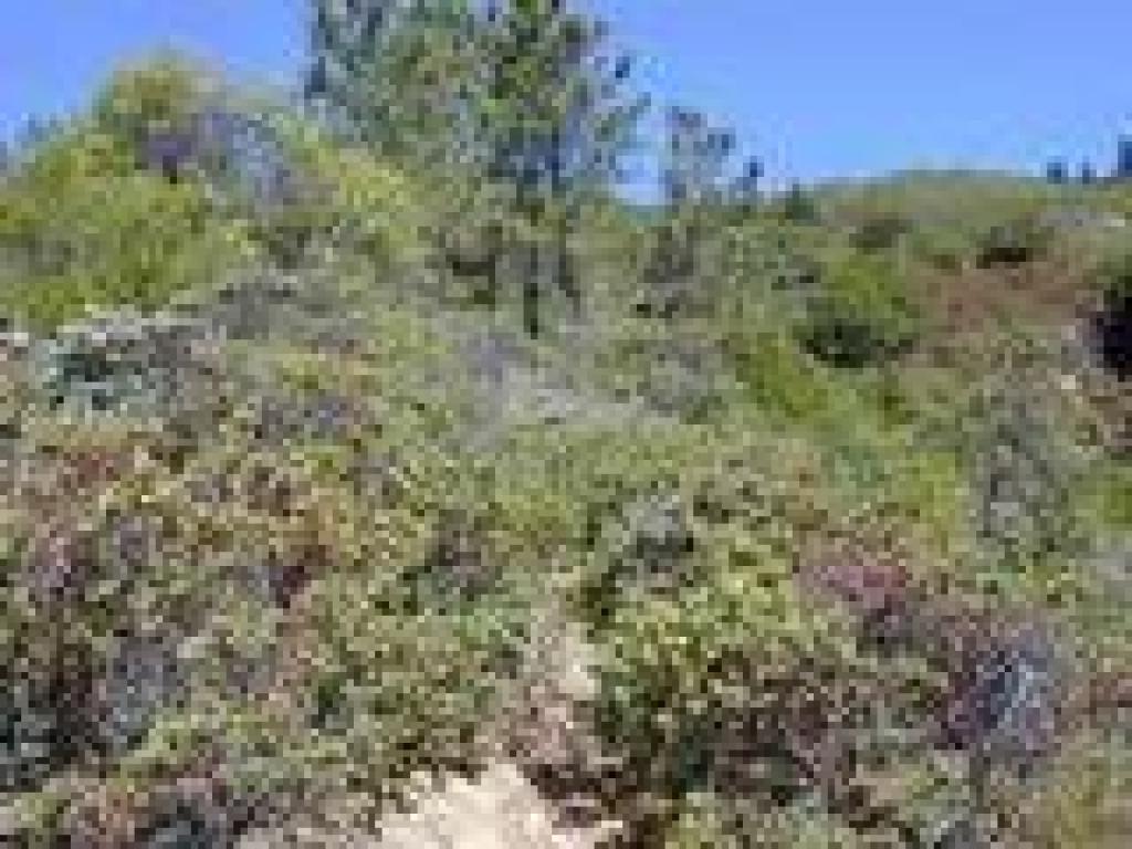 Overgrown Alice Eastwood Trail