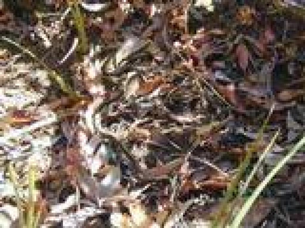 Garter snake
