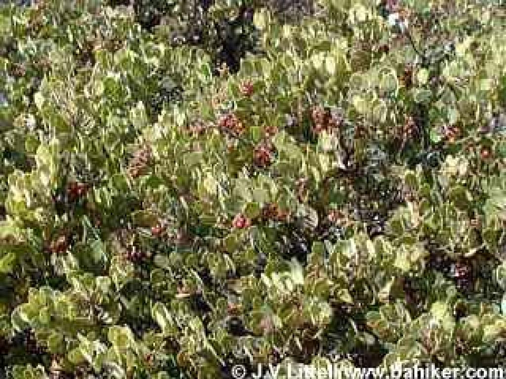 Manzanita in autumn