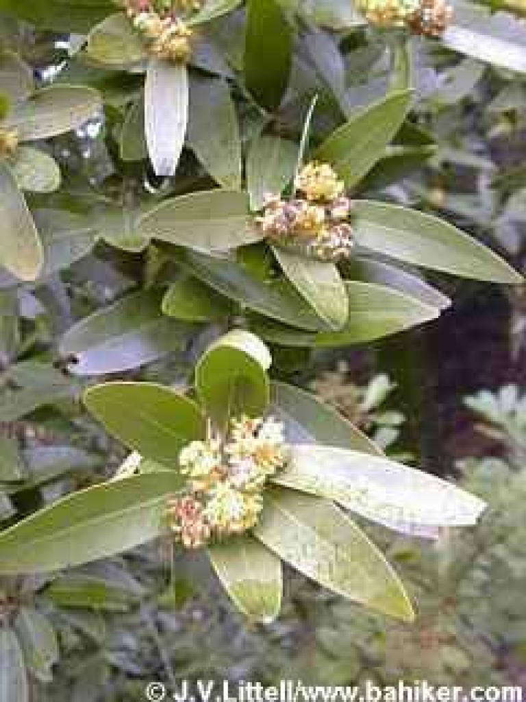 California bay photo