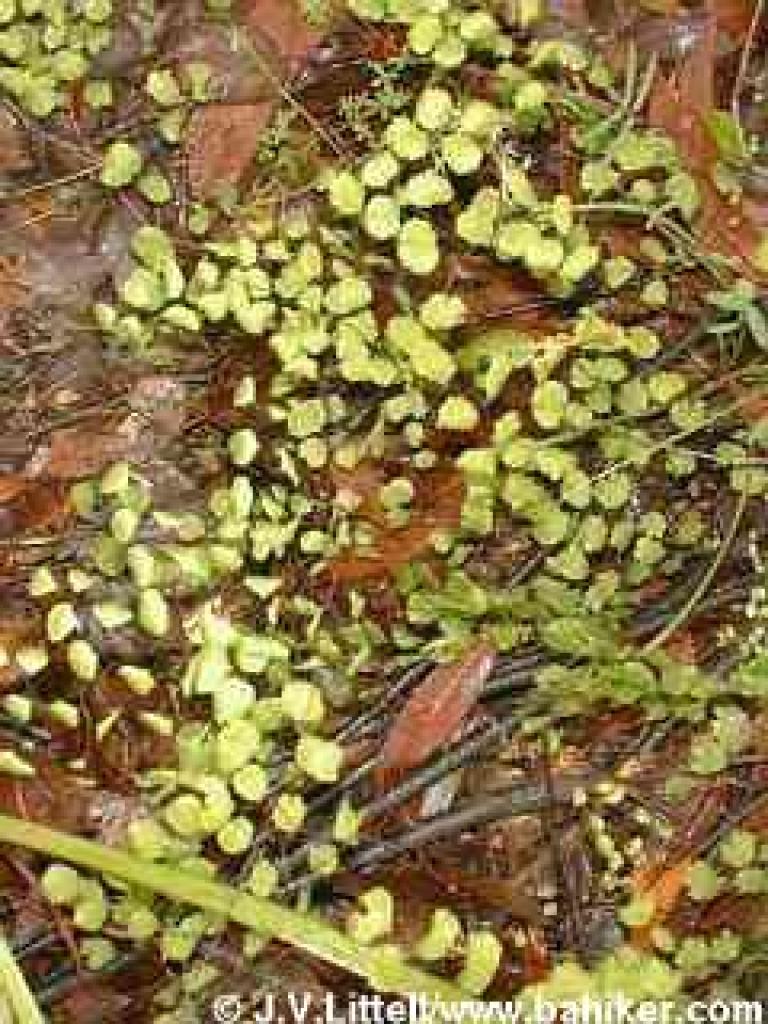 Maidenhair fern