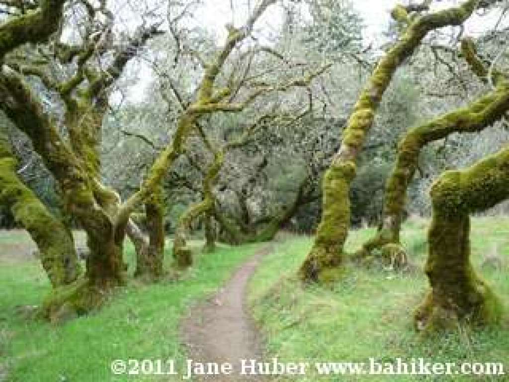 Hidden Meadow Trail