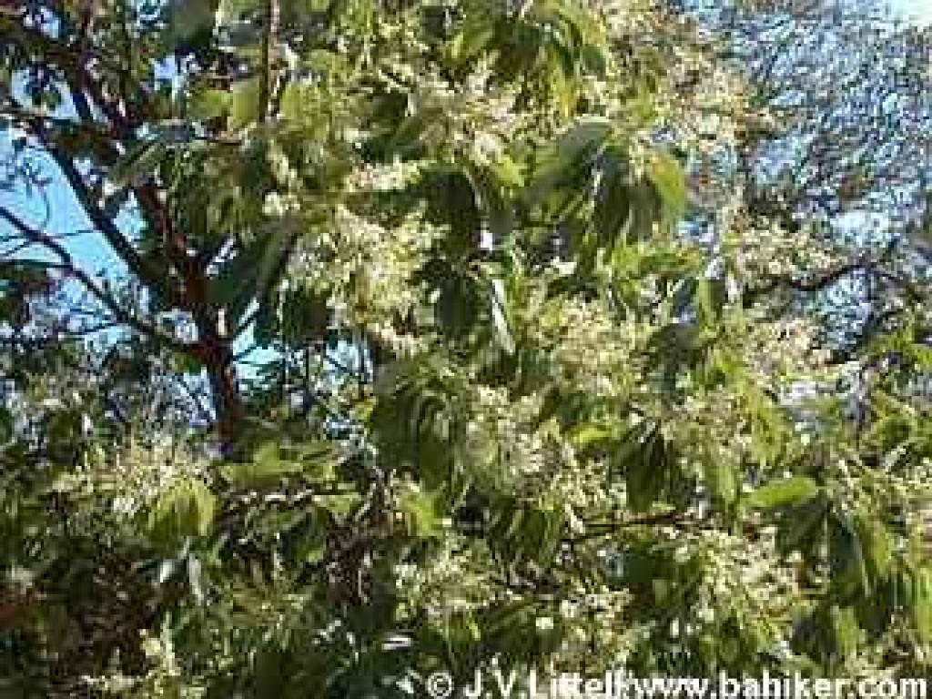 Madrone photo