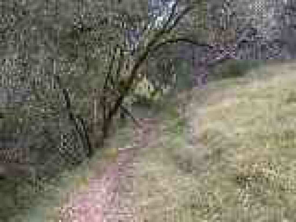 Yolanda Trail