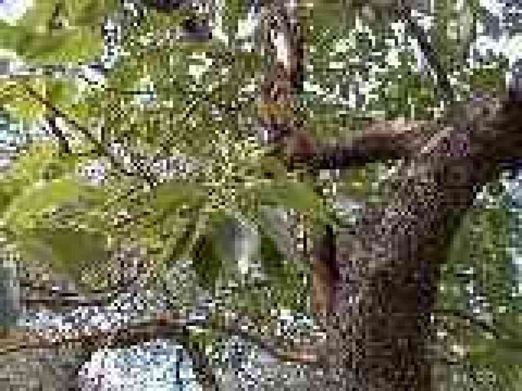 Madrone