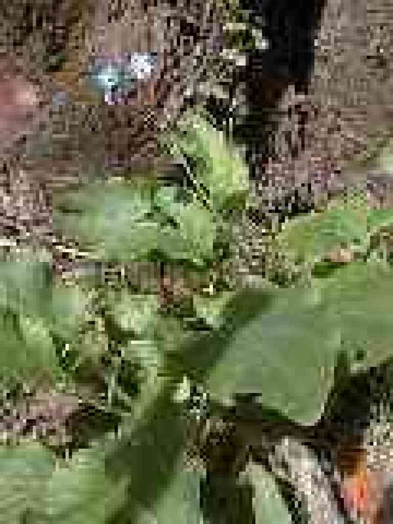 Hound's tongue