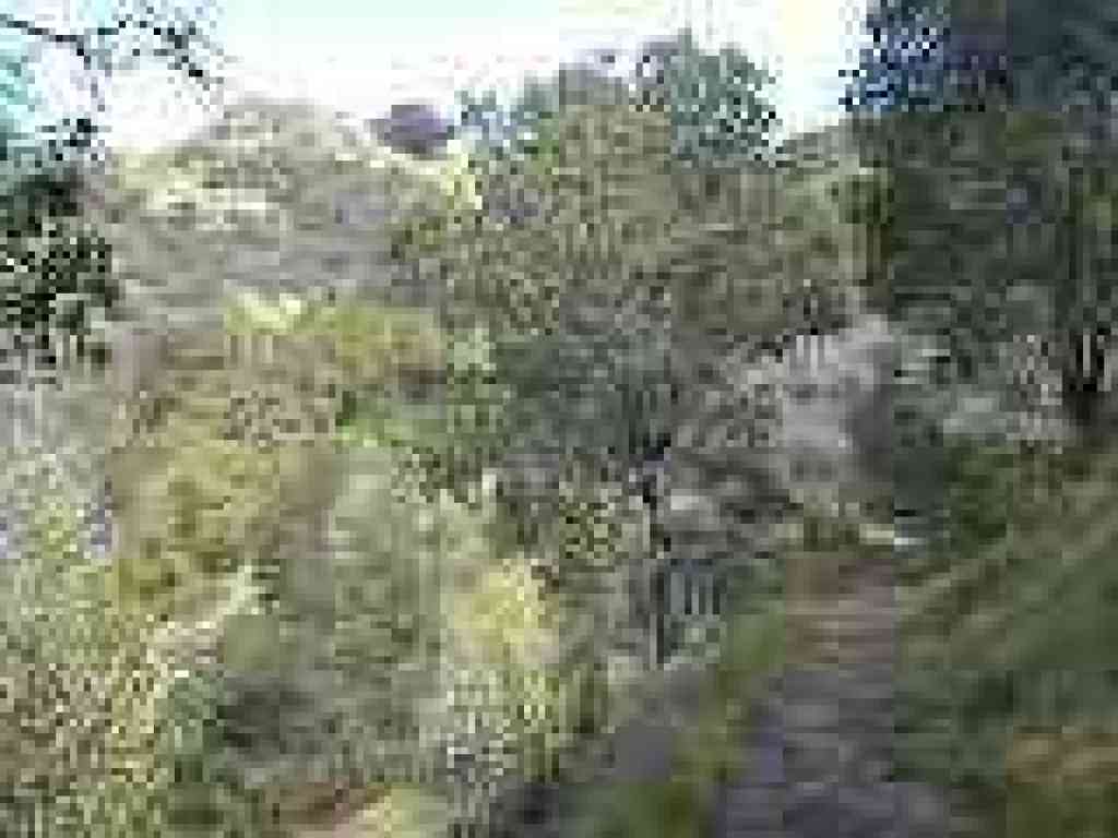 Leaving the woods