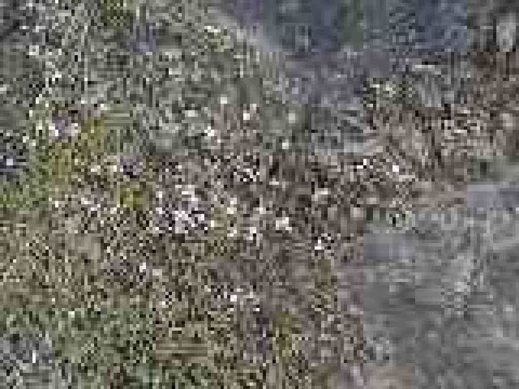 Little white flowers