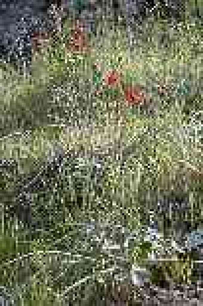 Red larkspur