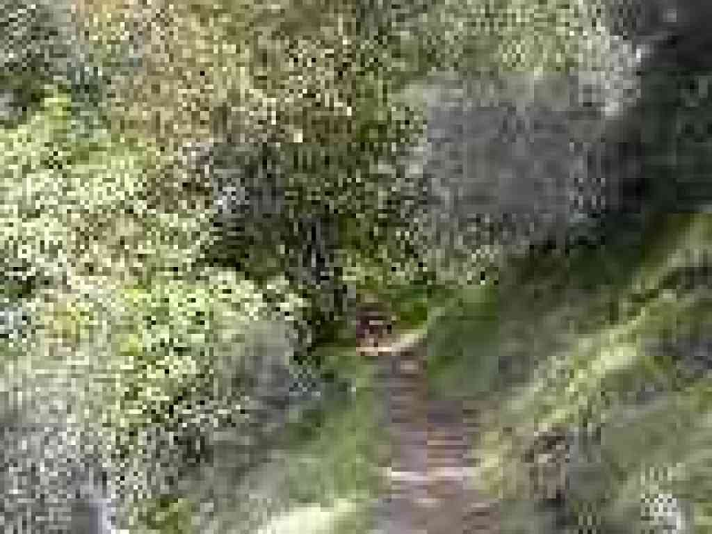 Trees thrive in damp creases of the hill