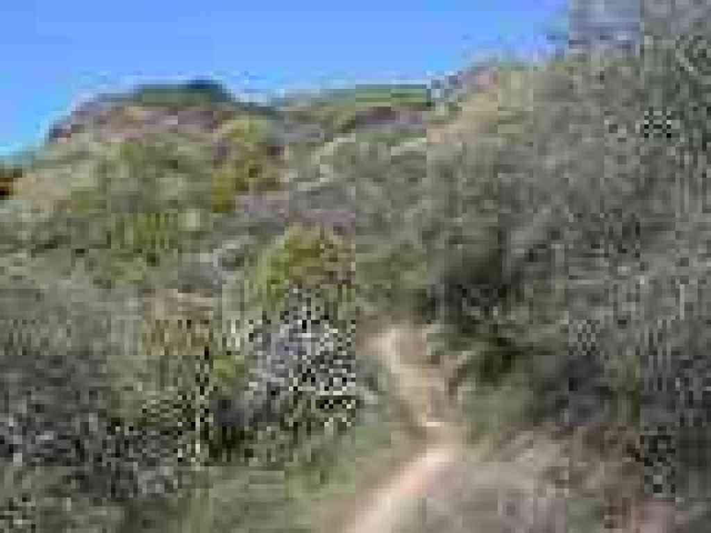 Yolanda Trail