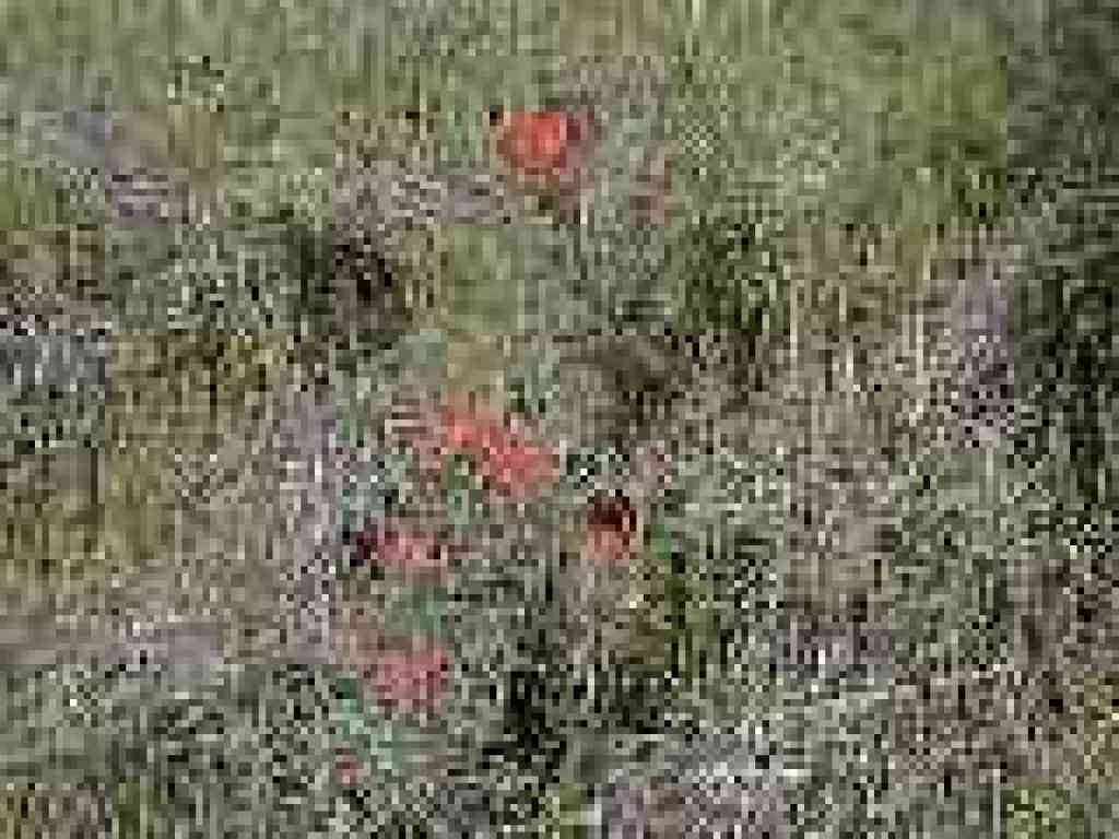 Paintbrush