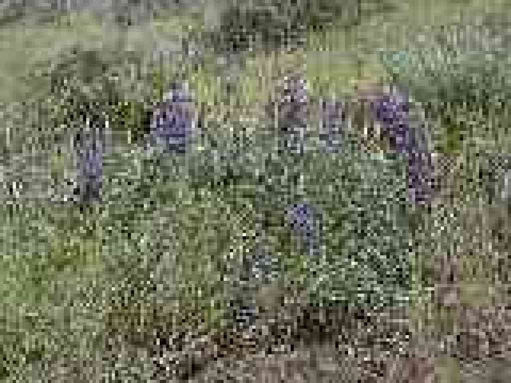 Lupine
