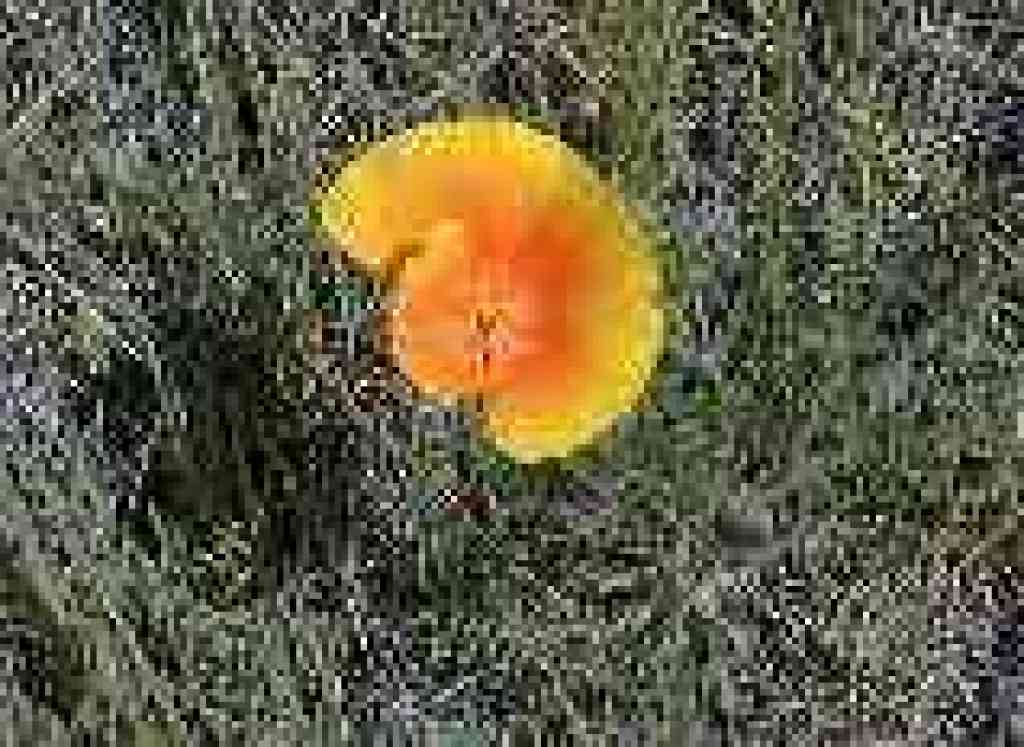 Poppy