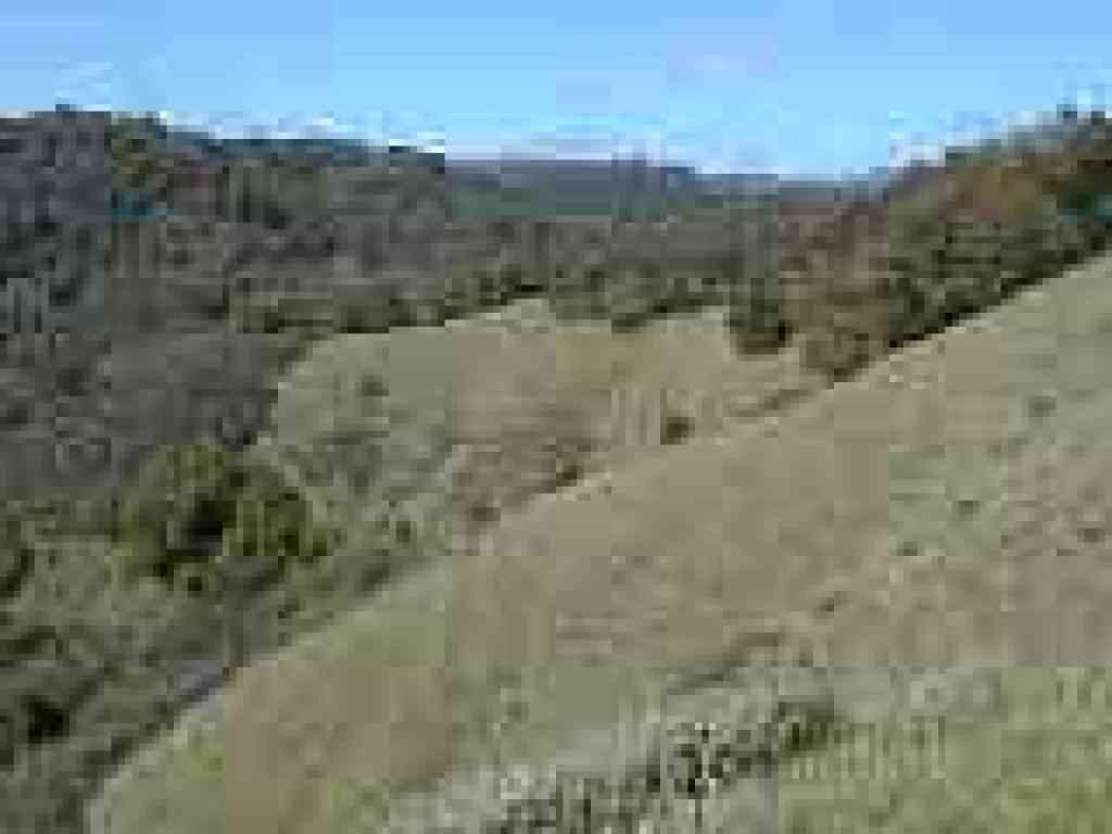 Grassland