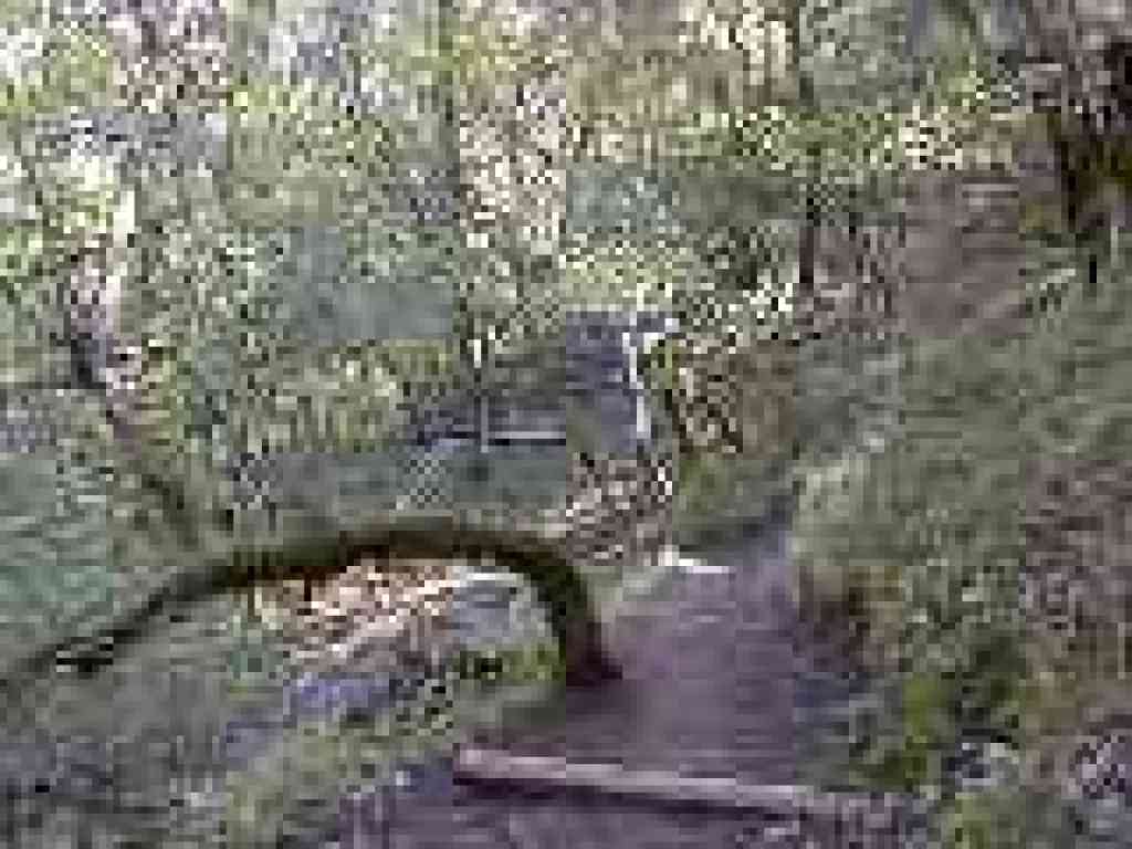 Back in the woods