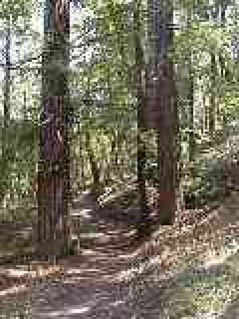 A few redwoods