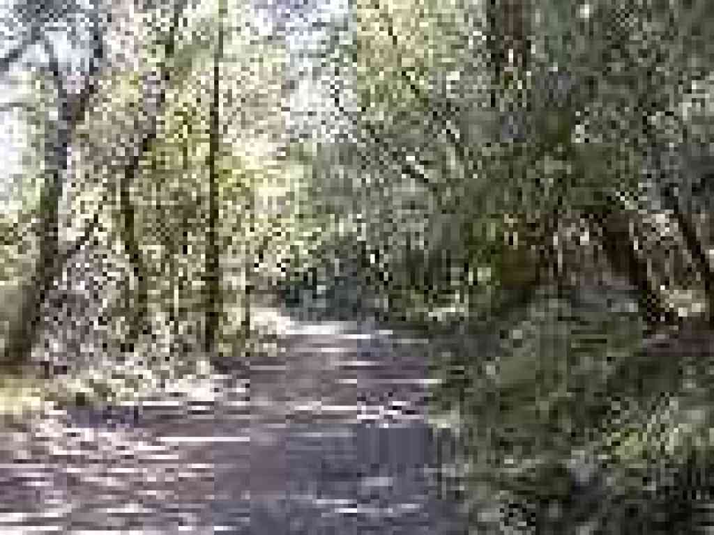 Shaver Grade