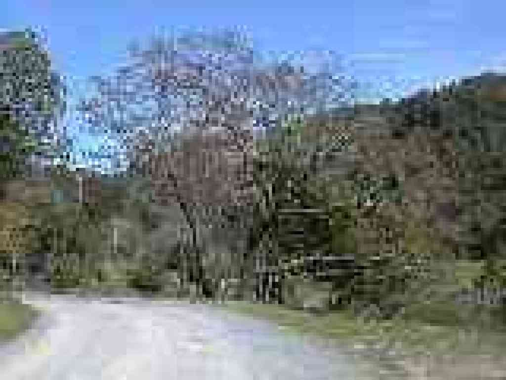 Black oak with spring foliage