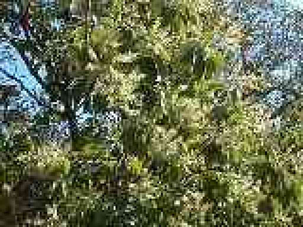 Flowering madrone