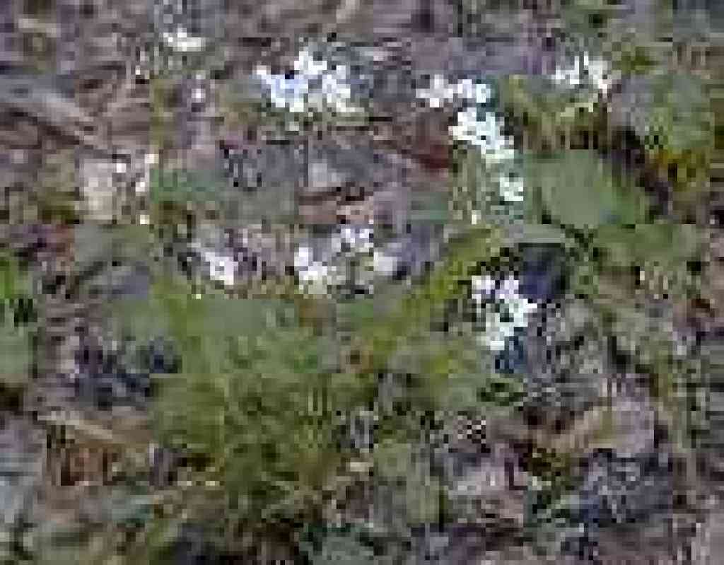 Milkmaids