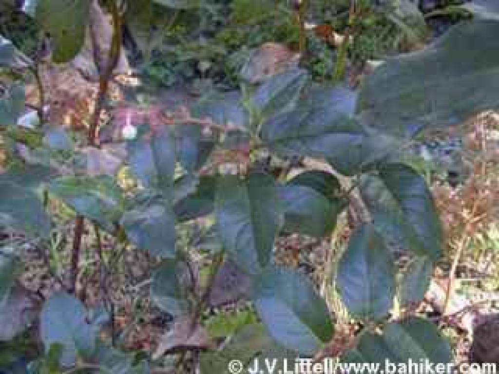 Salal