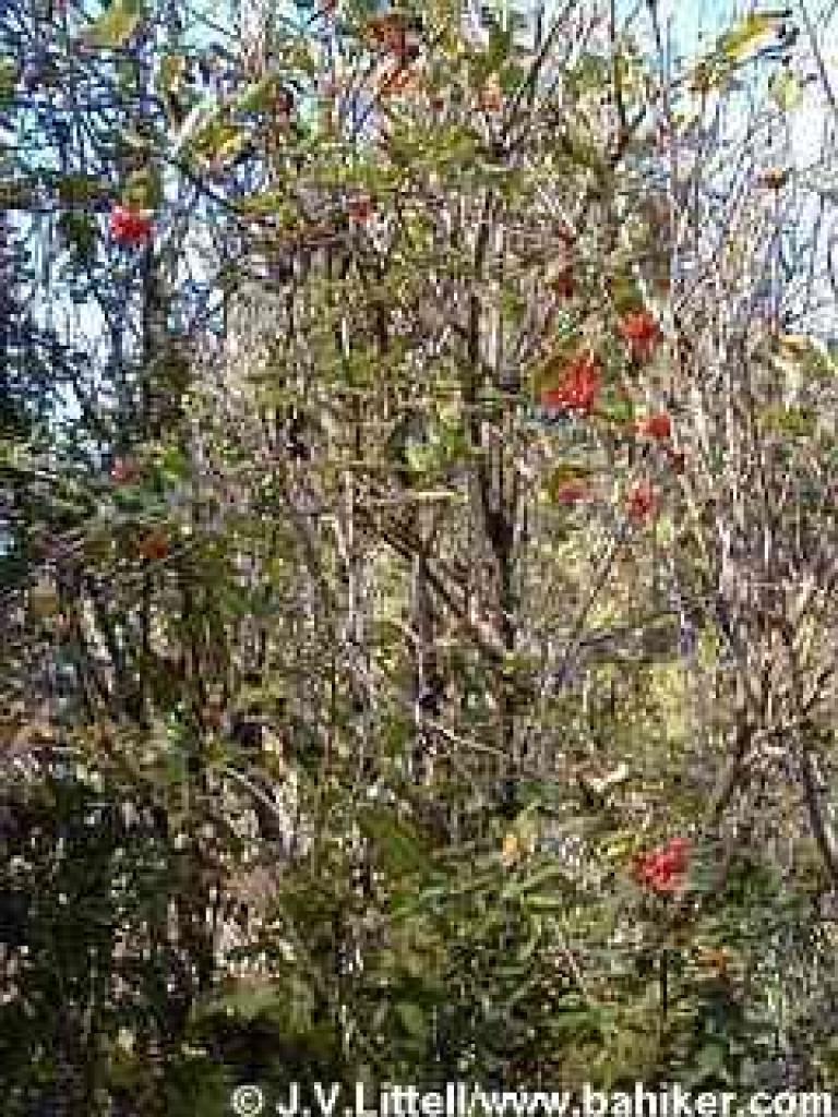 Honeysuckle photo